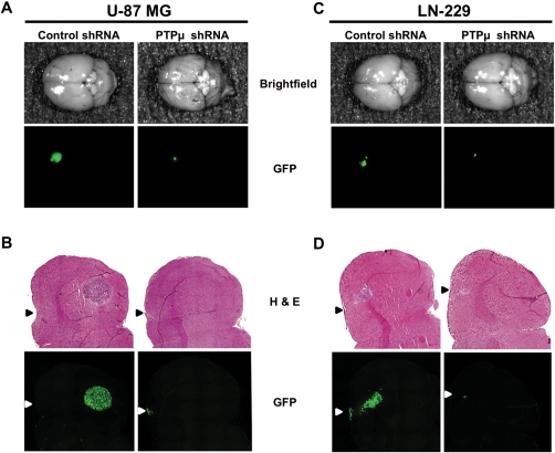 Fig. 7.