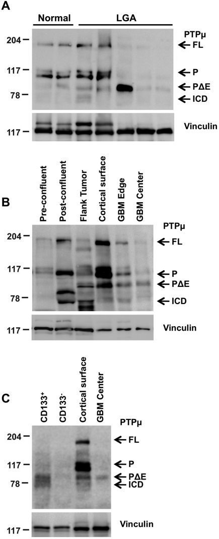 Fig. 1.