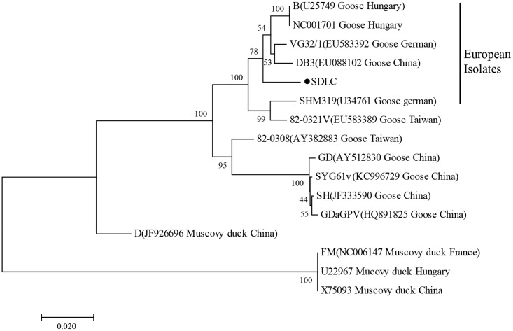 FIGURE 1