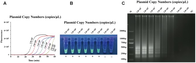 FIGURE 3