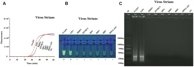 FIGURE 4