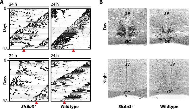 Figure 7—figure supplement 1.