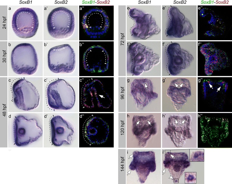 Fig. 1