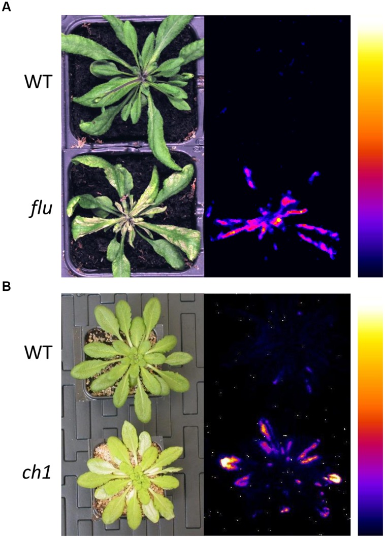 FIGURE 1