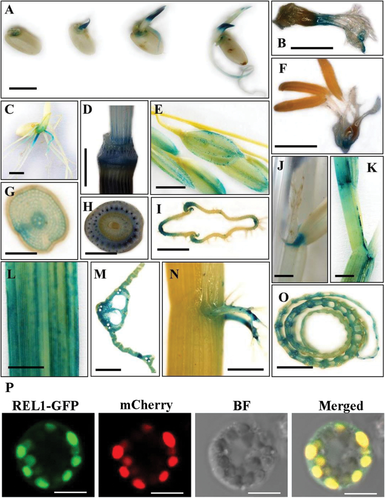 Fig. 6.