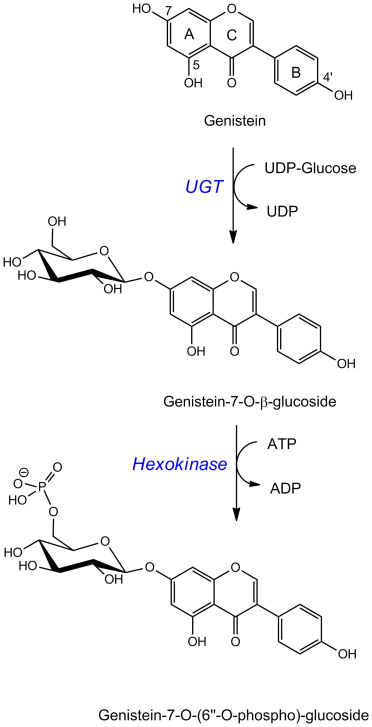 Figure 7