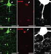 Figure 11.