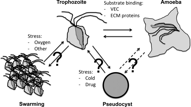 Figure 1