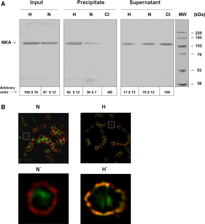 Fig. 8