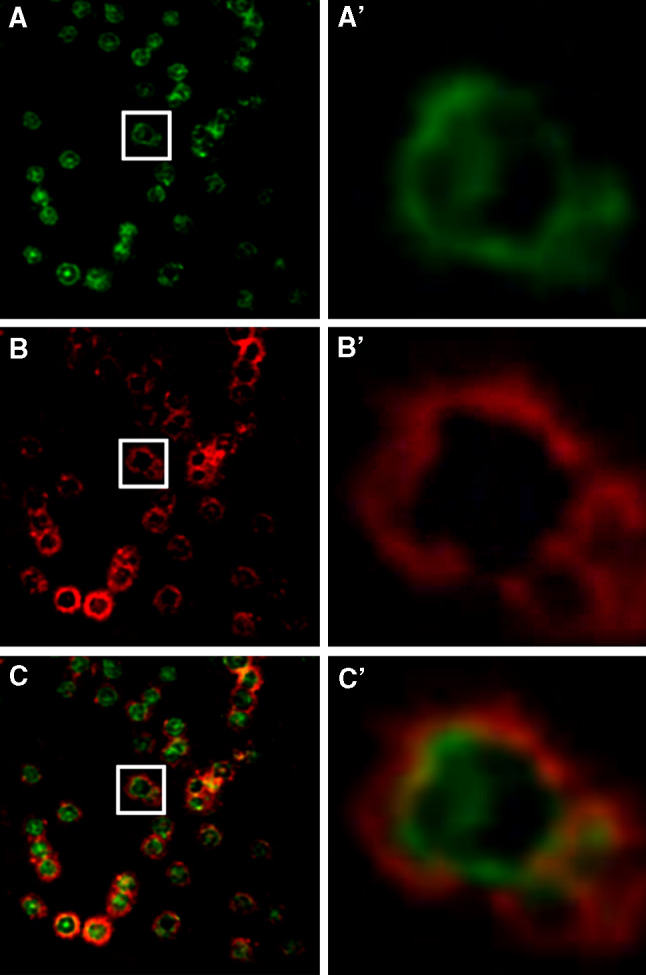 Fig. 3