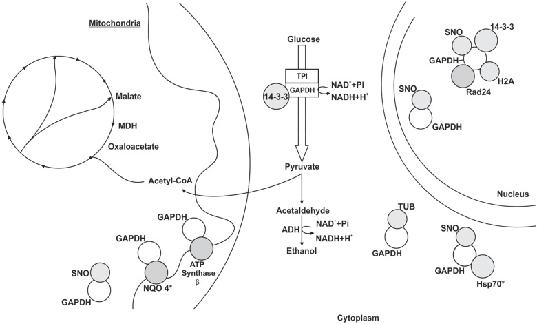 FIGURE 4