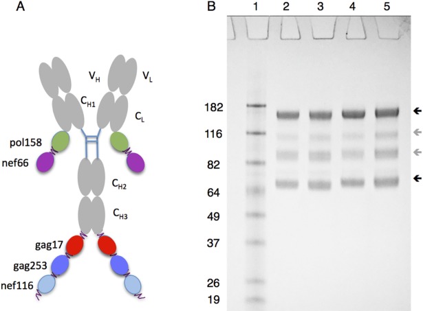 Fig 1