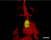 FIG. 2.