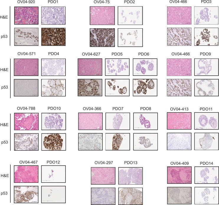 Figure 1—figure supplement 4.