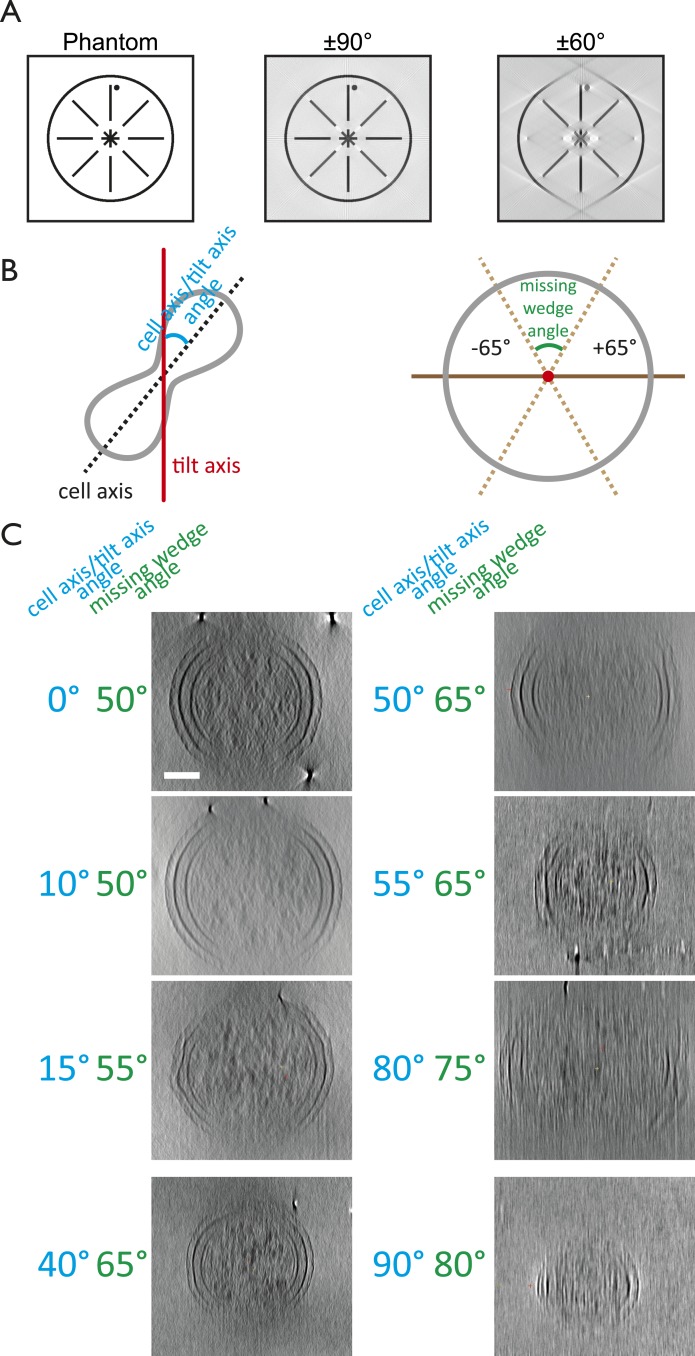 Figure 1—figure supplement 1.