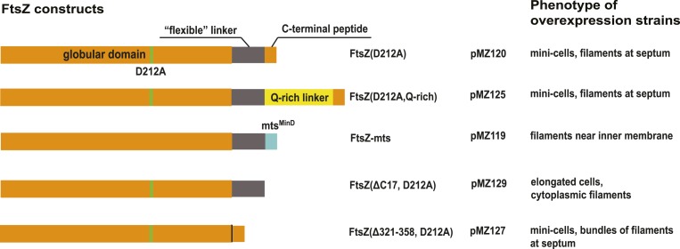 Figure 1—figure supplement 5.