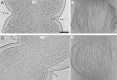 Figure 1—figure supplement 2.