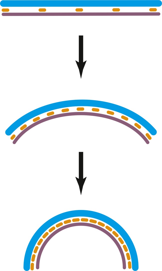 Figure 4—figure supplement 2.