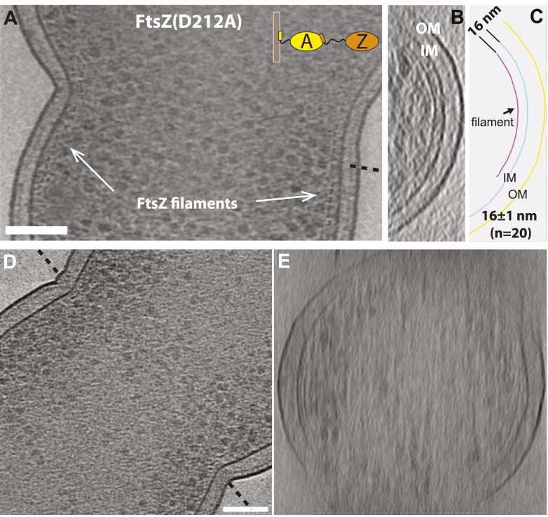 Figure 1—figure supplement 3.