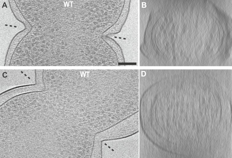 Figure 1—figure supplement 2.