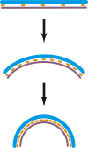 Figure 4—figure supplement 2.