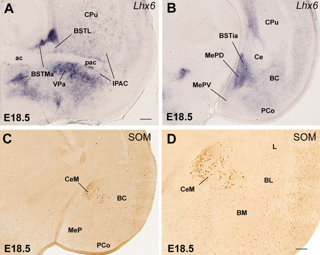 Fig. 12