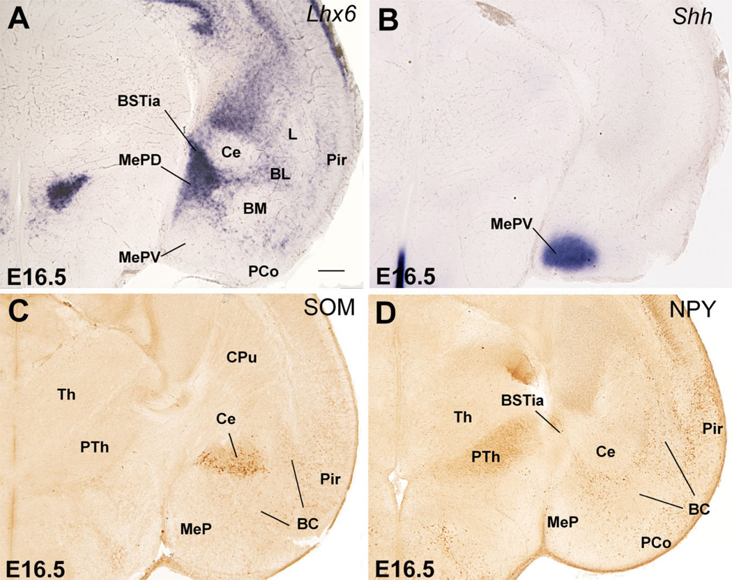 Fig. 10