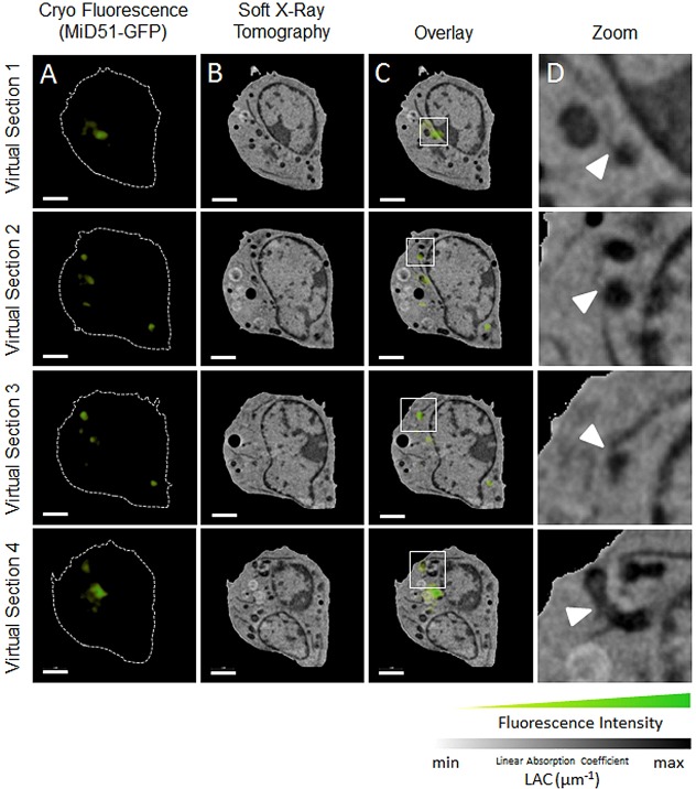 Fig. 7.