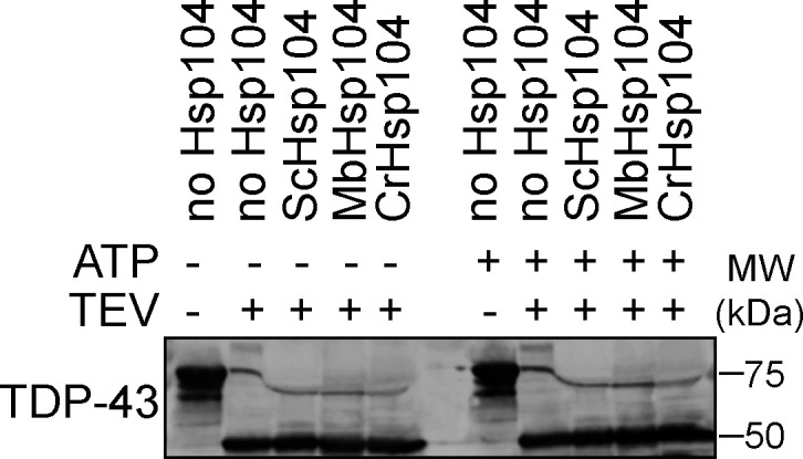 Figure 6—figure supplement 3.