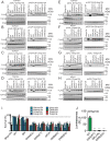 Figure 7—figure supplement 1.