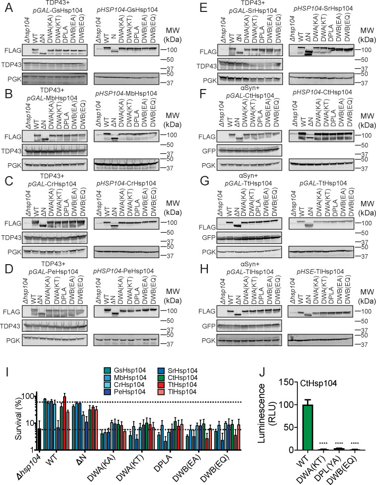 Figure 7—figure supplement 1.