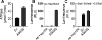 Figure 5—figure supplement 1.