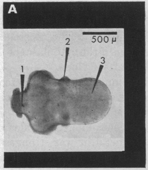 graphic file with name pnas00141-0105-a.jpg