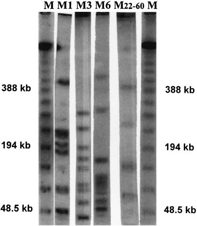 FIG. 1