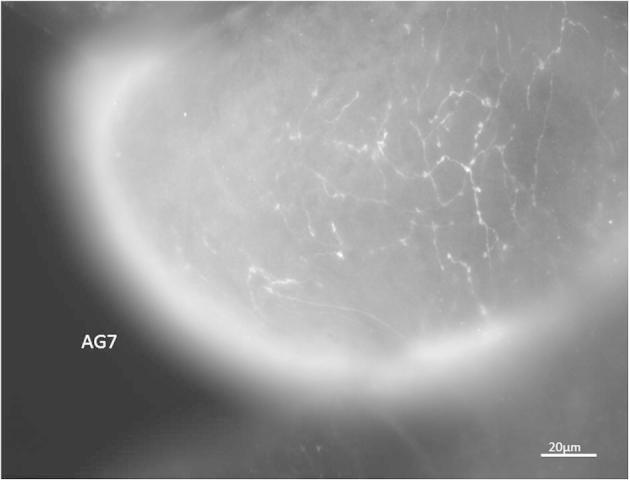 Supplementary Fig. S3