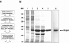 FIG. 1.