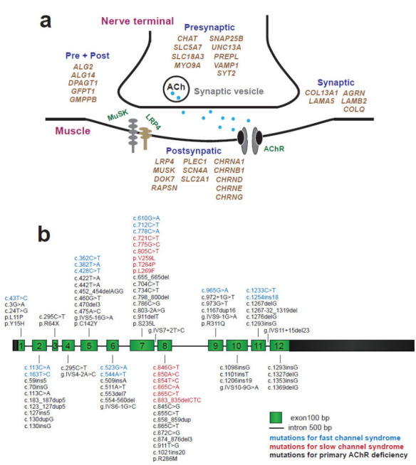 Fig. (1)