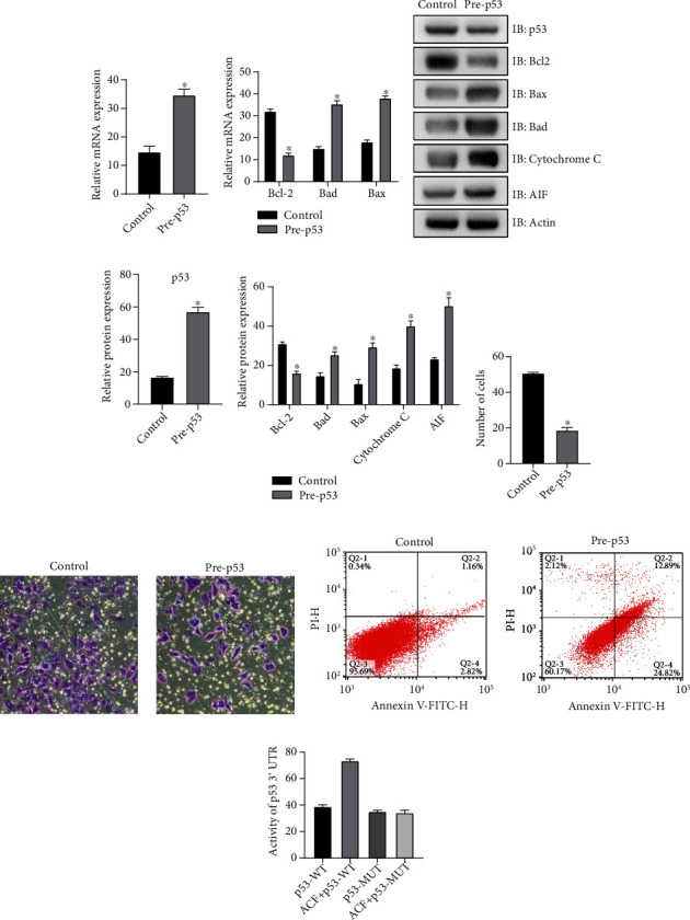 The Activation of the Tumor Suppressor Protein p53 by Acriflavine Leads ...