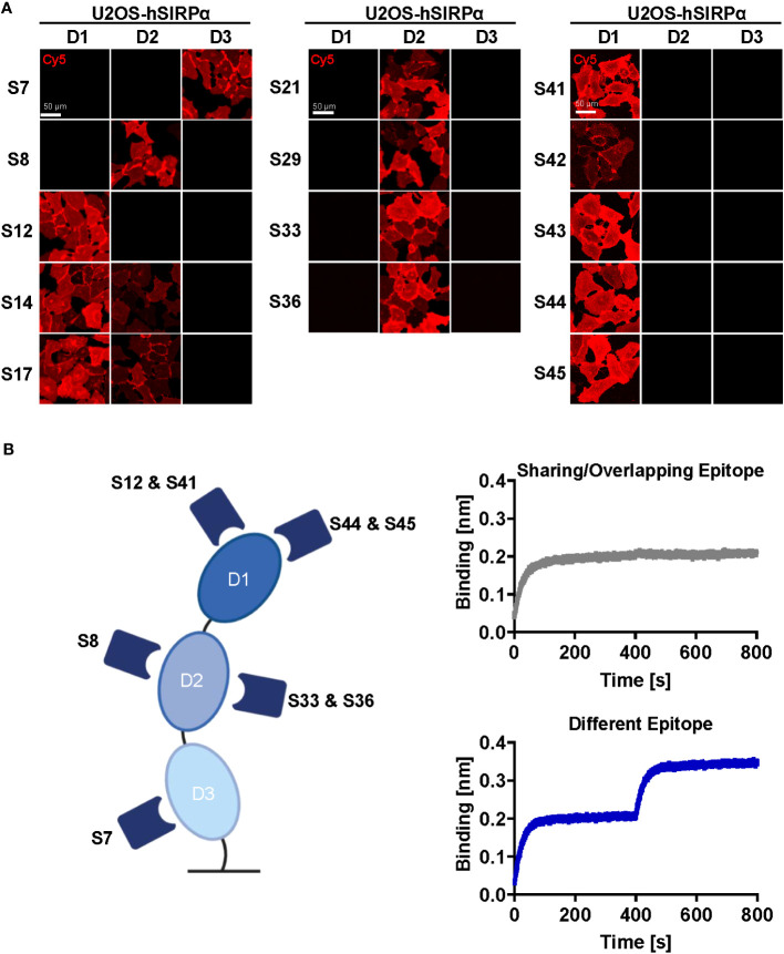 Figure 2