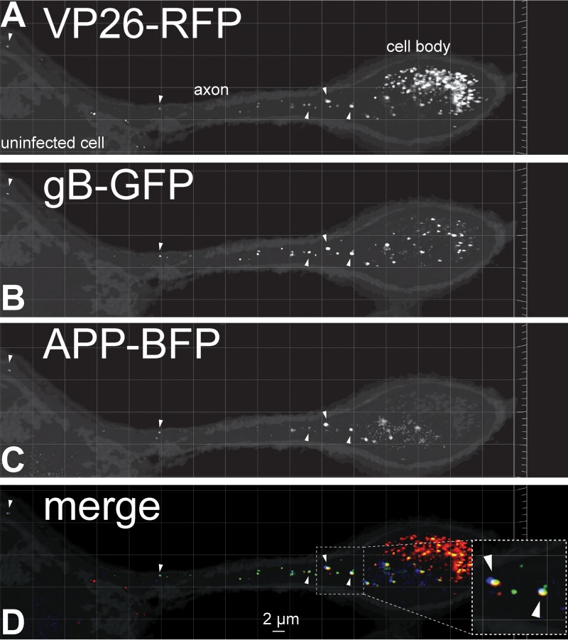 FIG 1