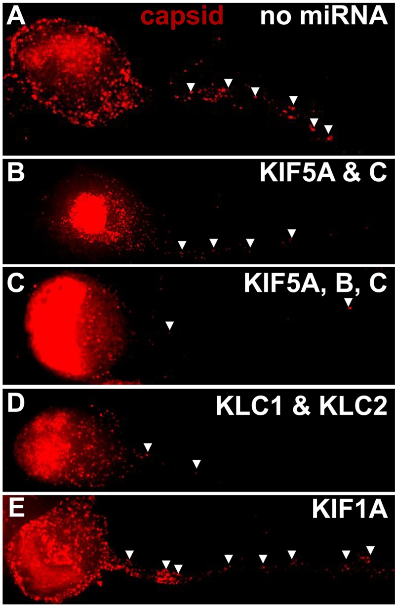 FIG 10