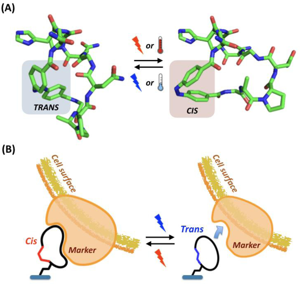 Figure 13.