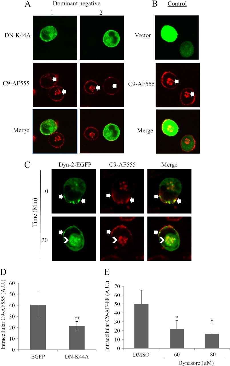 FIGURE 1.