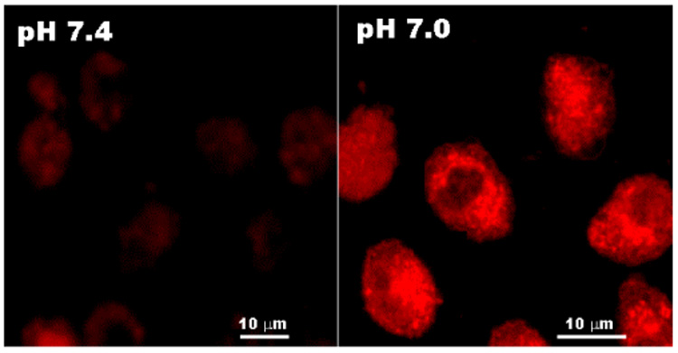 Fig. 7