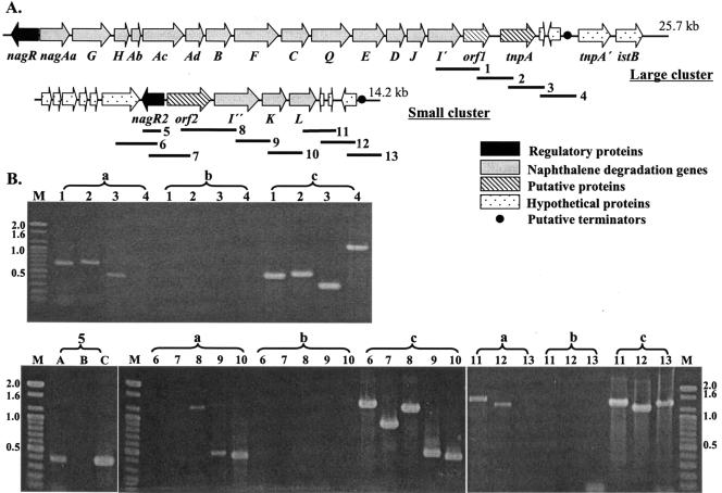 FIG. 3.