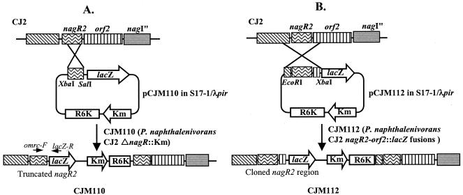 FIG. 1.