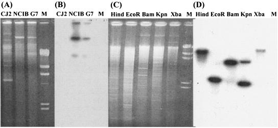 FIG. 2.