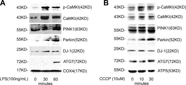 Figure 6.