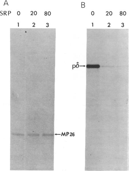 graphic file with name pnas00649-0205-a.jpg