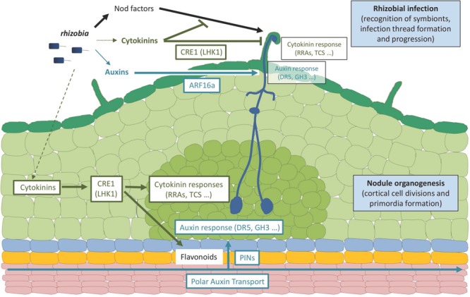 FIGURE 2